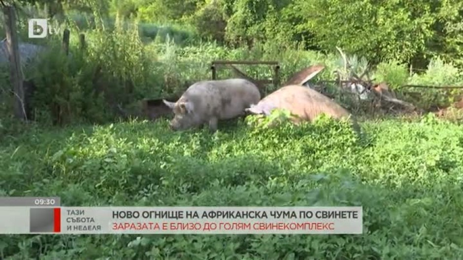Откриха африканска чума по домашни свине в Бургаско