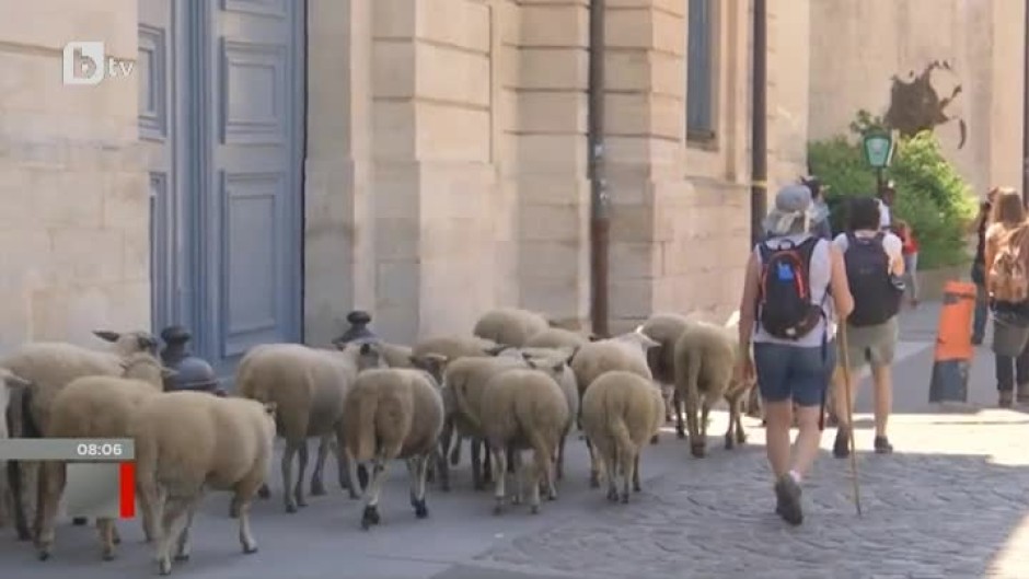 Да разхождаш стадо овце в Париж