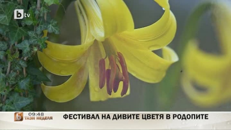 Фестивал на дивите цветя в Родопите