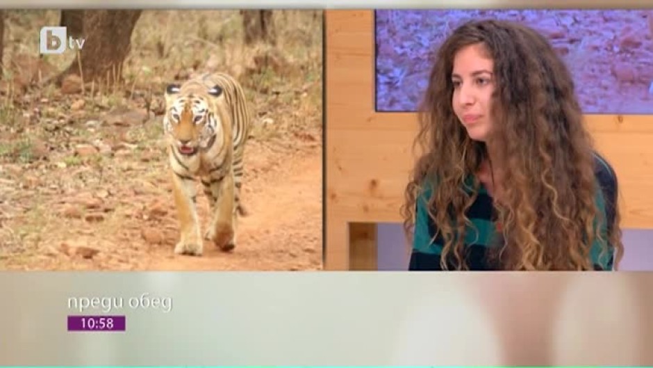 Как киното изправи очи в очи младата режисьорка Анна Дамаскова с тигър в джунглите на Индия?
