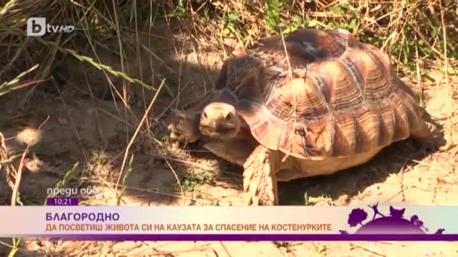 Къде се намира единственият спасителен център в България за костенурки