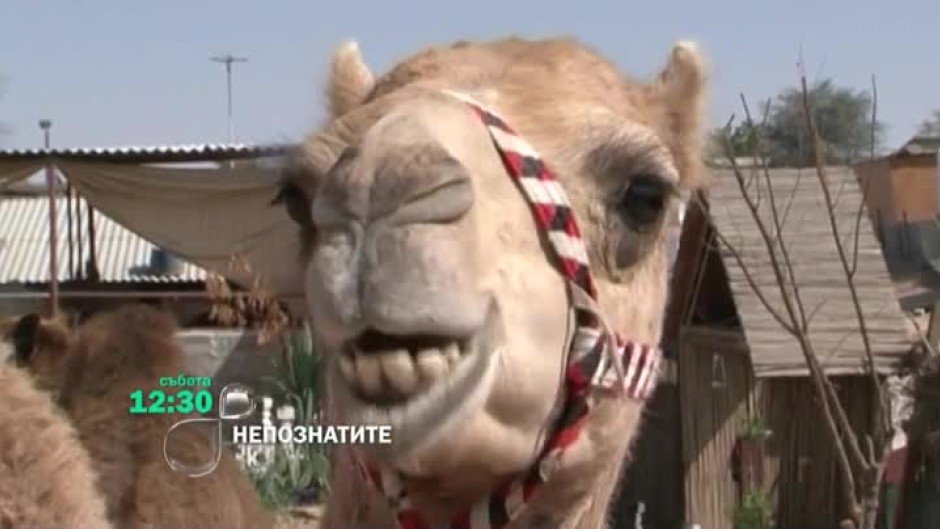 Гледайте "НепознатиТЕ": Пътят на бедуина тази събота от 12:30 часа