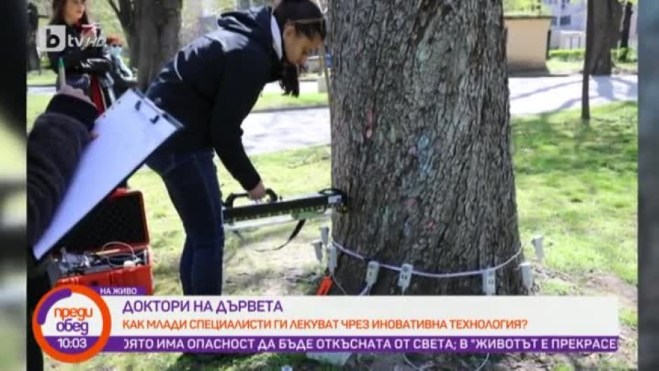 Млади специалисти лекуват дървета с иновативна технология