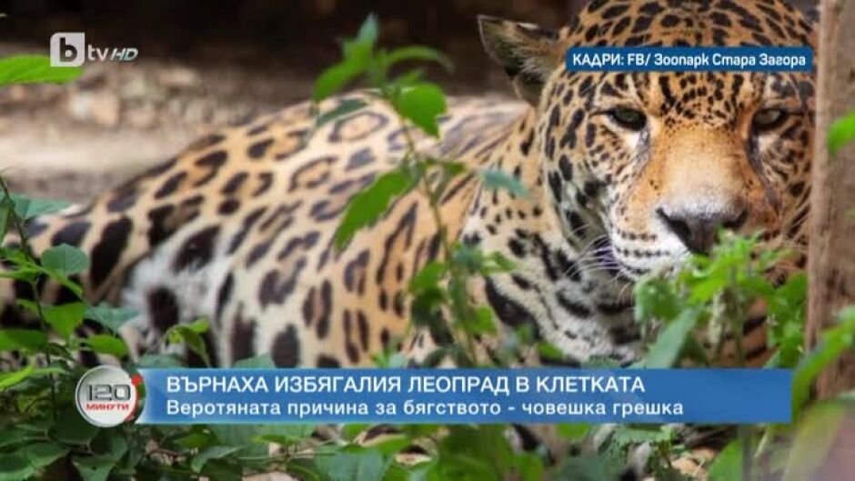 Върнаха избягалия леопард от зоопарка в Стара Загора в клетката