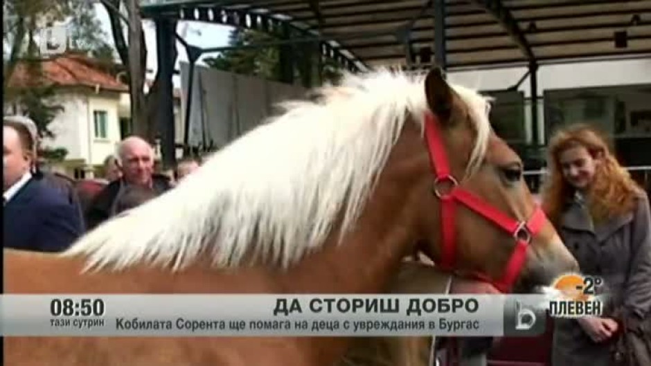 "Министерска" кобила ще помага на деца с увреждания
