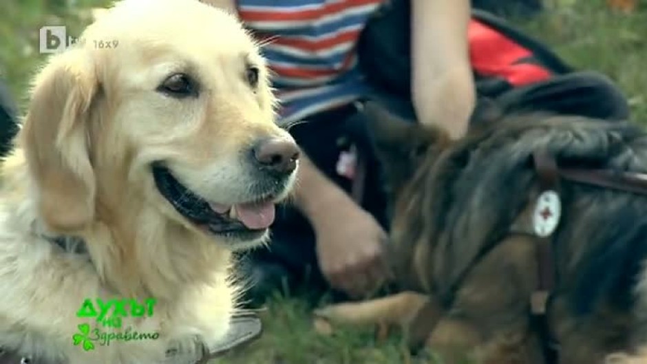 Невероятните кучета-водачи на слепи хора