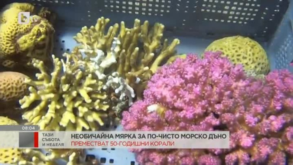 Необичайна мярка за по-чисто морско дъно в Израел: местят 50-годишни корали