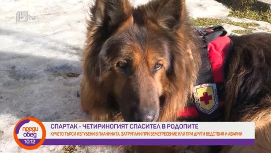 Историята на кучето Спартак, любимият четириног планински спасител в Родопите