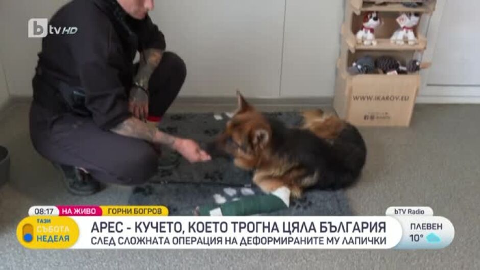 Арес - кучето, което трогна цяла България