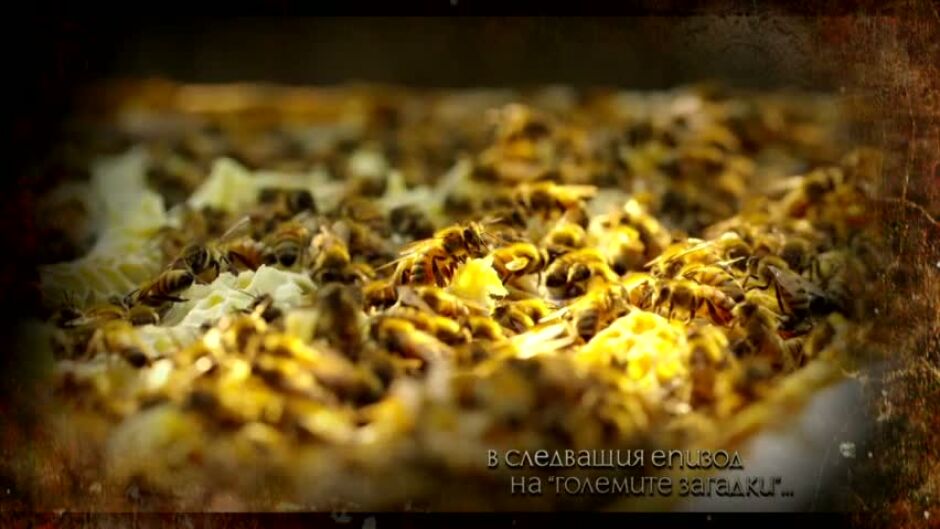 Изчезват ли пчелите и ще доведе ли това до изчезването на човечеството?