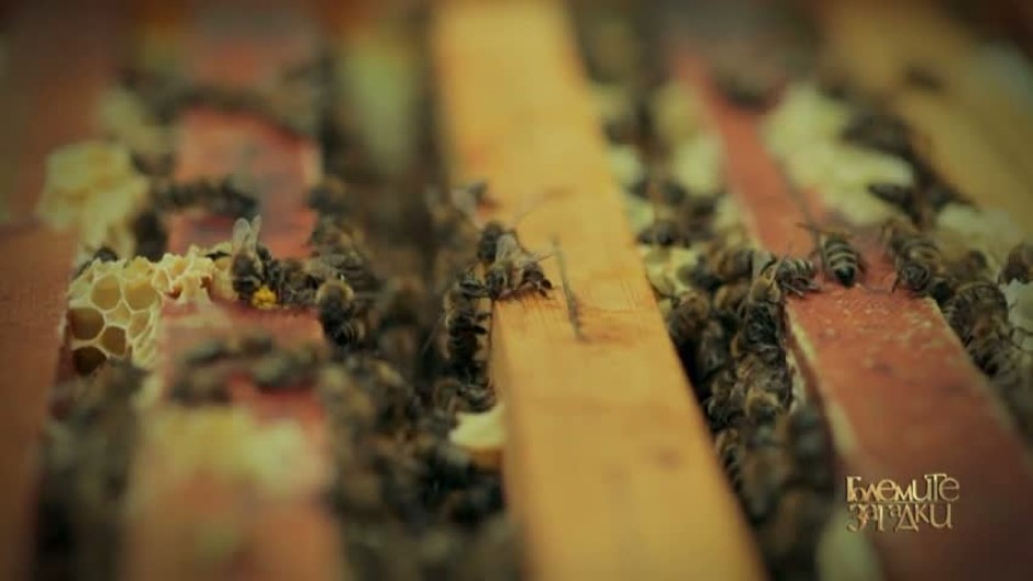 Наистина ли изчезването на пчелите ще доведе до заличаване на човешкия род?