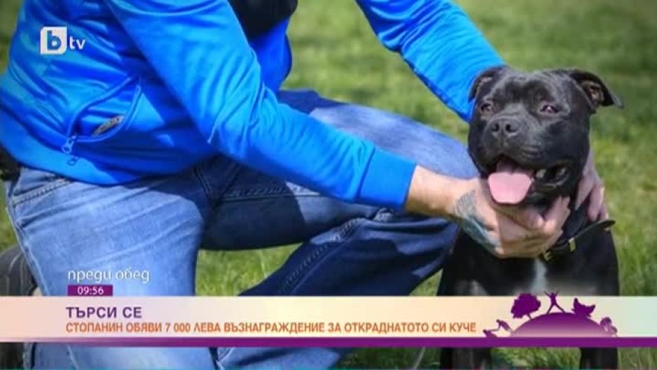 Стопанин обяви 7000 лева възнаграждение за откраднотото си куче
