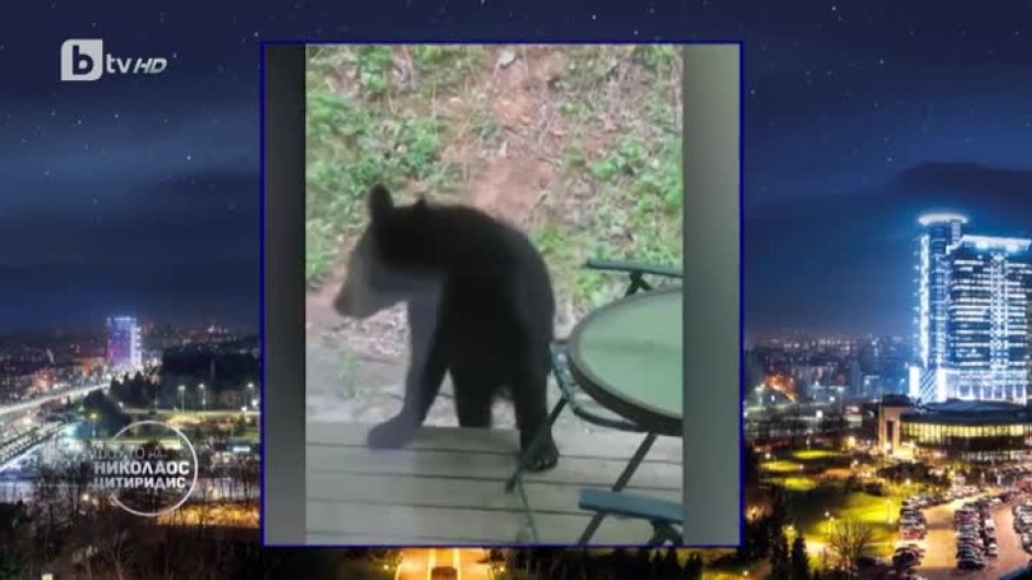 Горещите теми от деня: В Тенеси мечка влезе в къща и открадна бонбони и бира