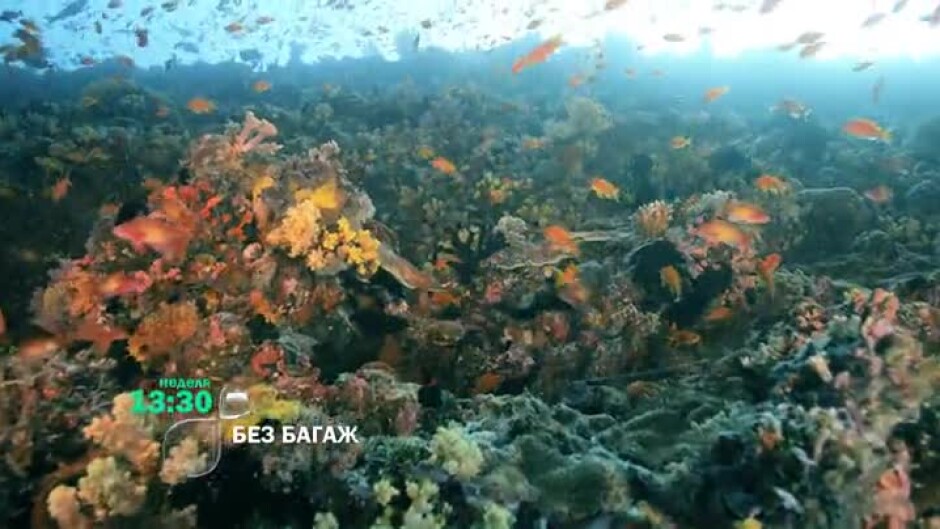 Морският свят на Малдивите - тази неделя в "Без багаж" по bTV
