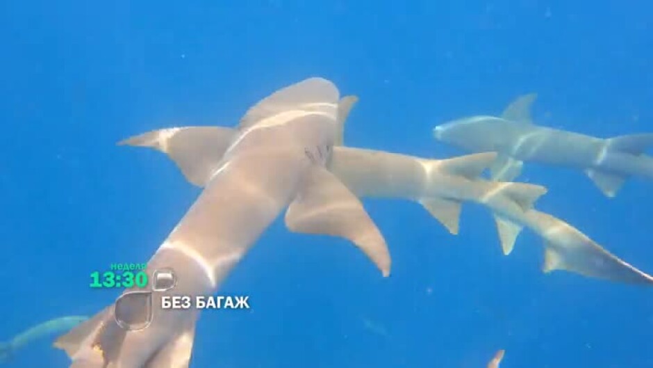 Тайните на дълбокото гмуркане с акули - тази неделя от 13:30 ч. в "Без багаж" по bTV