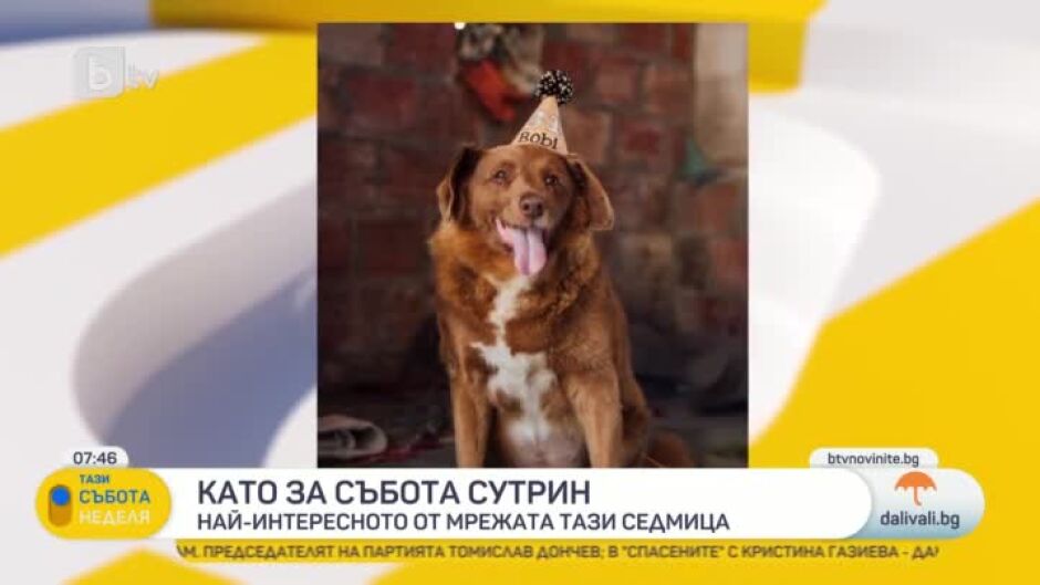 Най-старото куче в света навърши 31 години