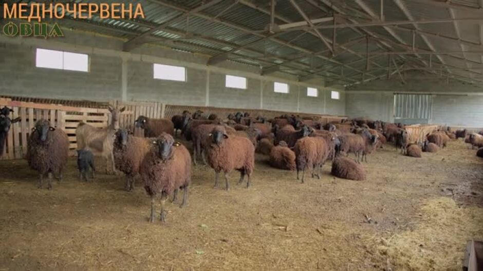 Още от "Вкусът на България": Медночервена овца