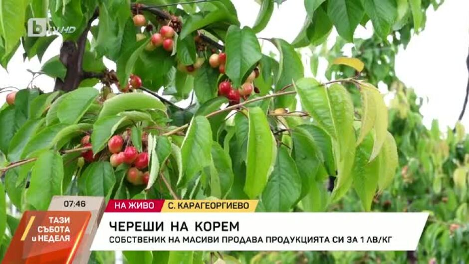 Собственици на овощна градина с череши продават продукцията си за 1 лев на килограм