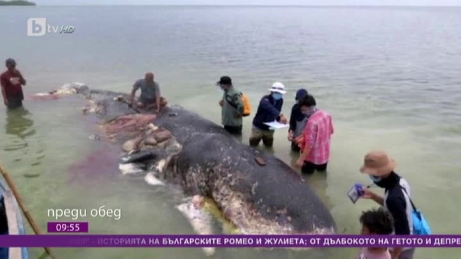 Днес всички говорят за... 6-те килограма пластмаса, открити в тялото на мъртъв кит