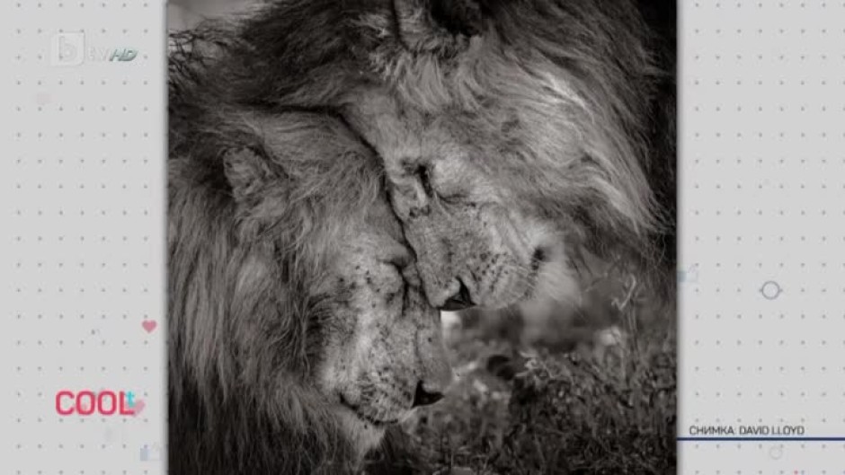 Два мъжки лъва засвидетелстват привързаността си един към друг