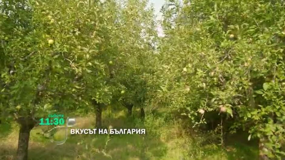 Тази събота във "Вкусът на България": Овощните градини на Шишковци