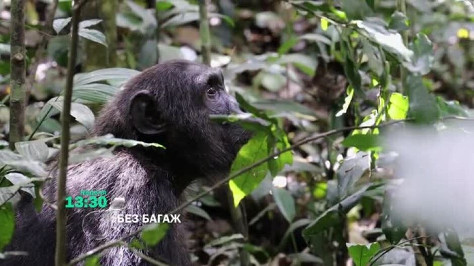 Тази неделя в "Без багаж": Надникваме в живота на свободните шимпанзета