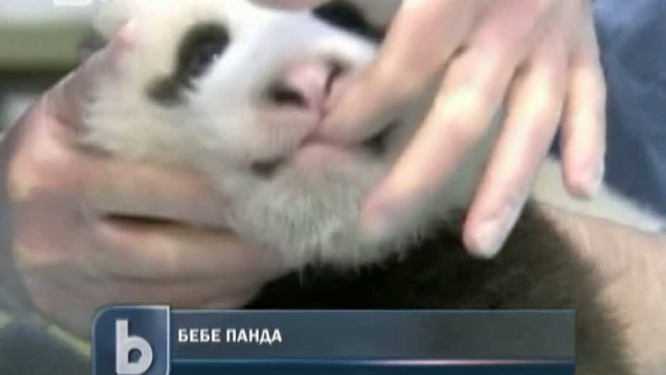    Бебе панда