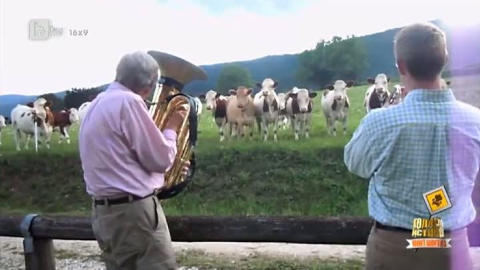 Кой каза, че кравите не обичат музика?