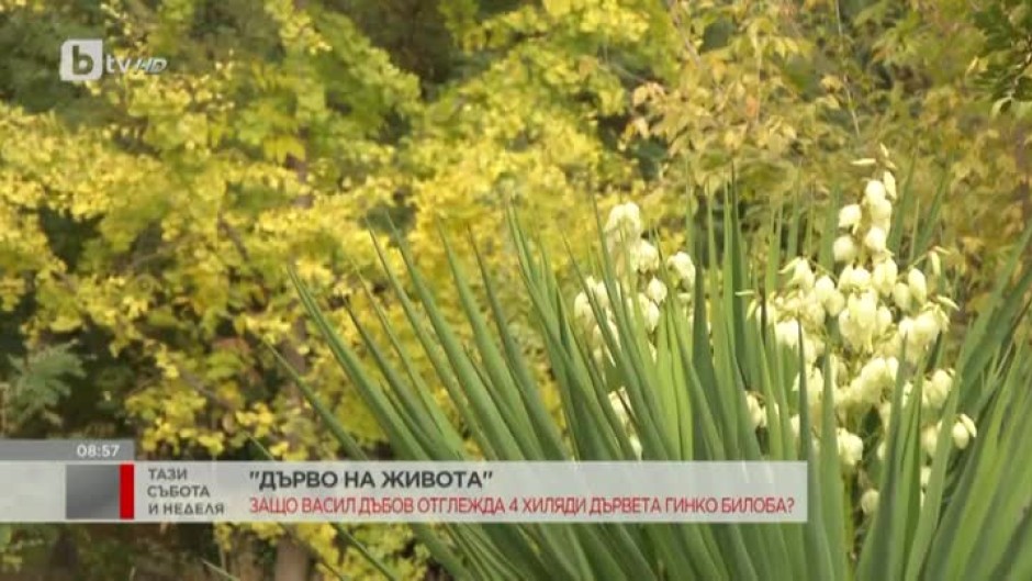 Защо Васил Дъбов отглежда 4 хиляди дървета гинко билоба?