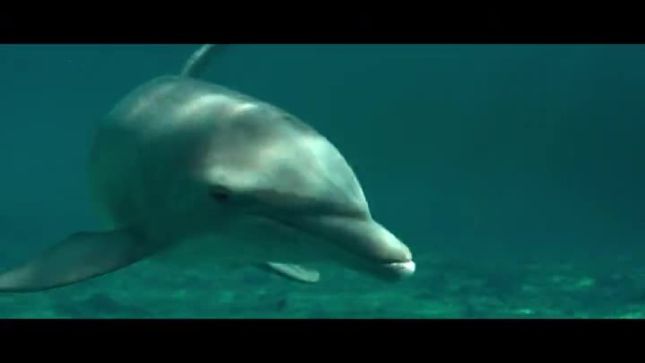 Делфинът Бърни - утре от 15 часа по bTV