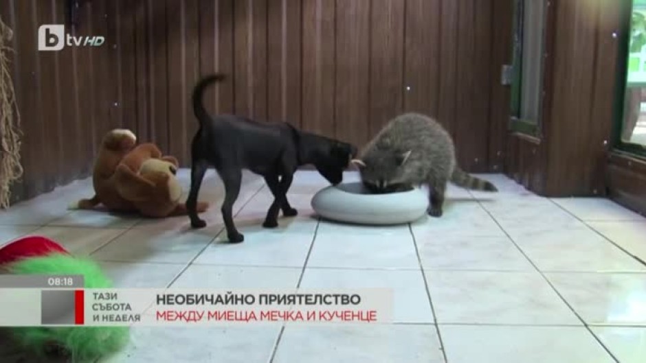 Необичайно приятелство между миеща мечка и кученце