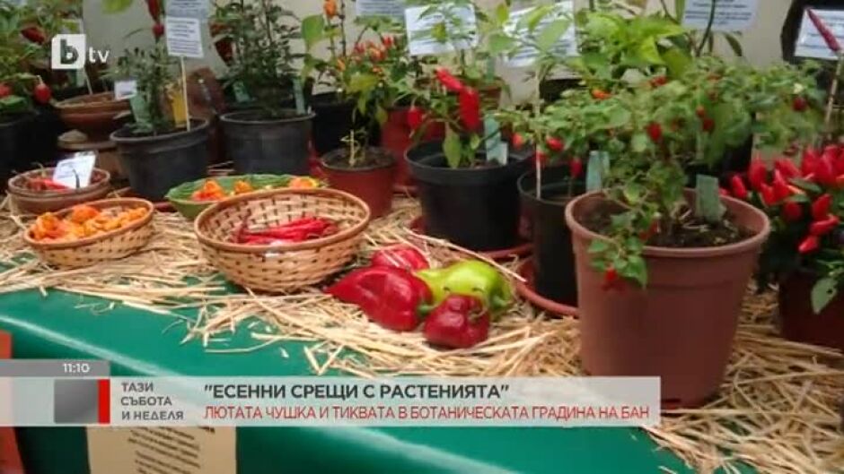 Изложба на люти чушки в ботаническата градина в София