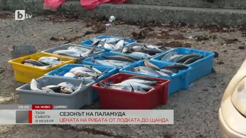 Рибари недоволстват заради ниската изкупна цена на рибата