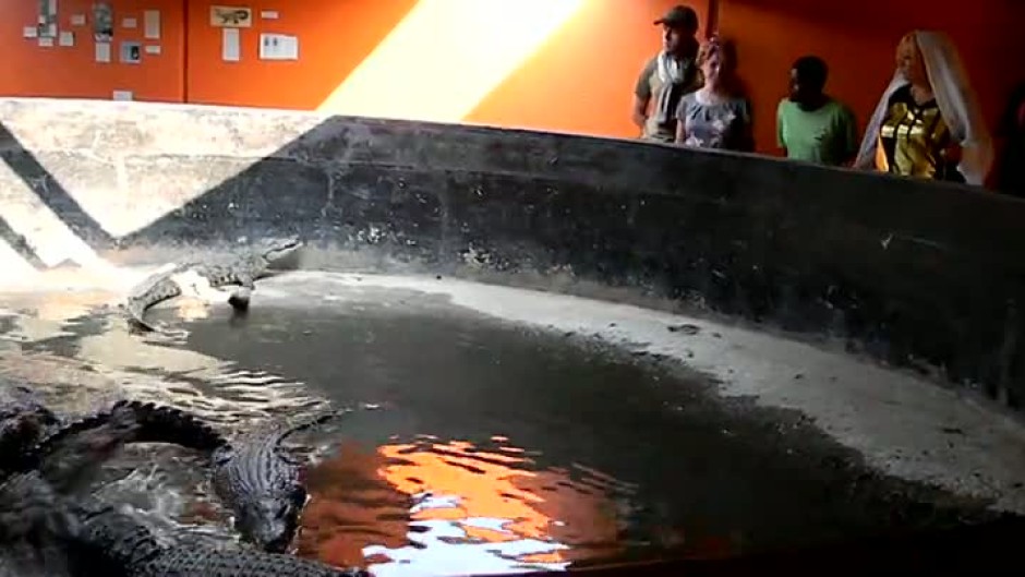 Ексклузивно от Африка: На гости при крокодилите
