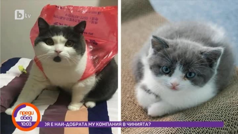 Днес всички говорят за... първата клонирана котка в Китай