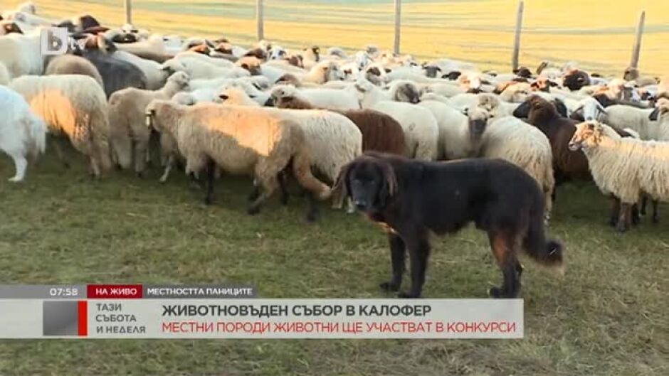 Национален събор в Калофер за опазване на местните български селскостопански породи животни