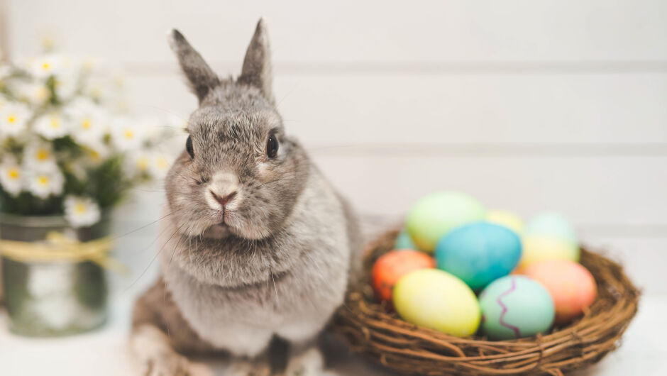 Защо заекът е символ на Великден (ВИДЕО)