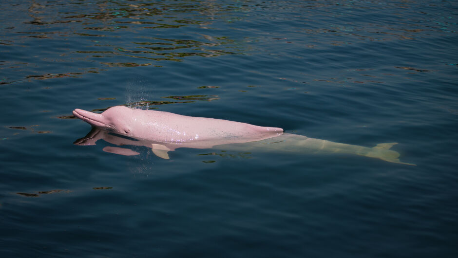 Розови делфини бяха заснети да плуват до рибарски лодки в Тайланд (ВИДЕО)