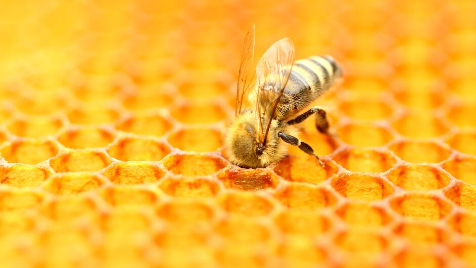 Терапия с пчели лекува болки в кръста (ВИДЕО)