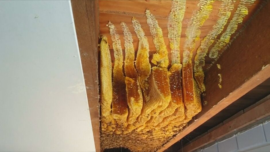 Пчелар откри 50 кг пчелни пити, скрити в таван на къща (ВИДЕО)