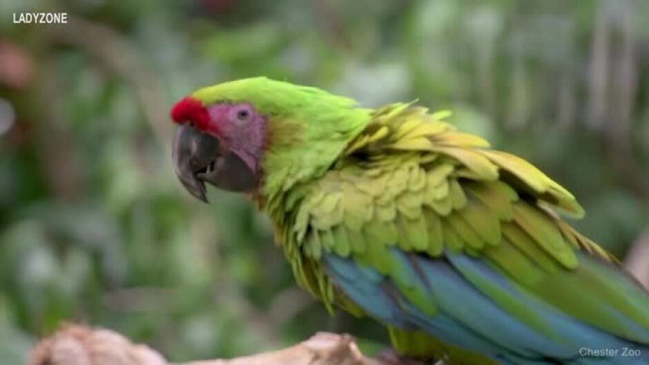 Само три месеца след раждането си жълто-зелените папагали ара вече летят (ВИДЕО)