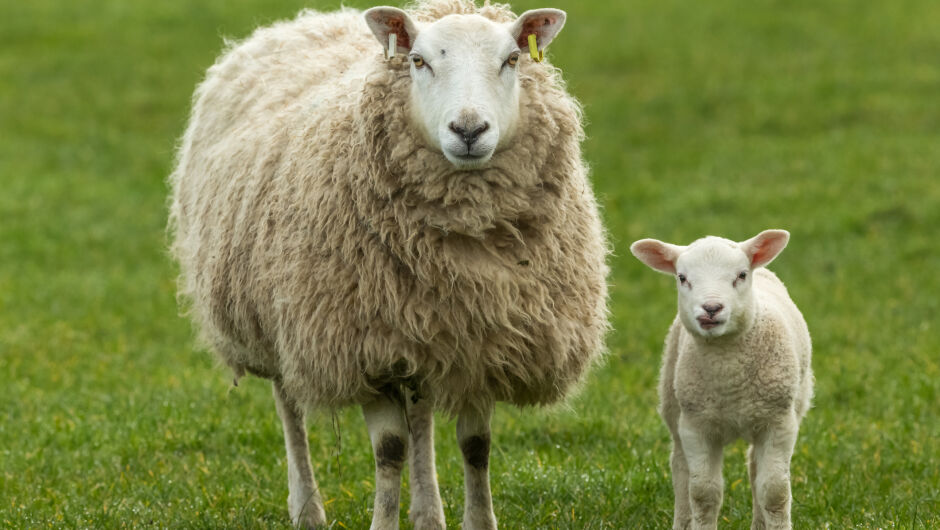 Колко струва най-скъпата овца в света? (ВИДЕО)