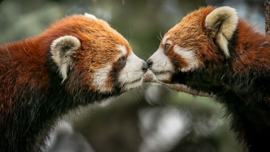 Червени панди се включиха в коледните тържества в германски зоопарк (ВИДЕО)