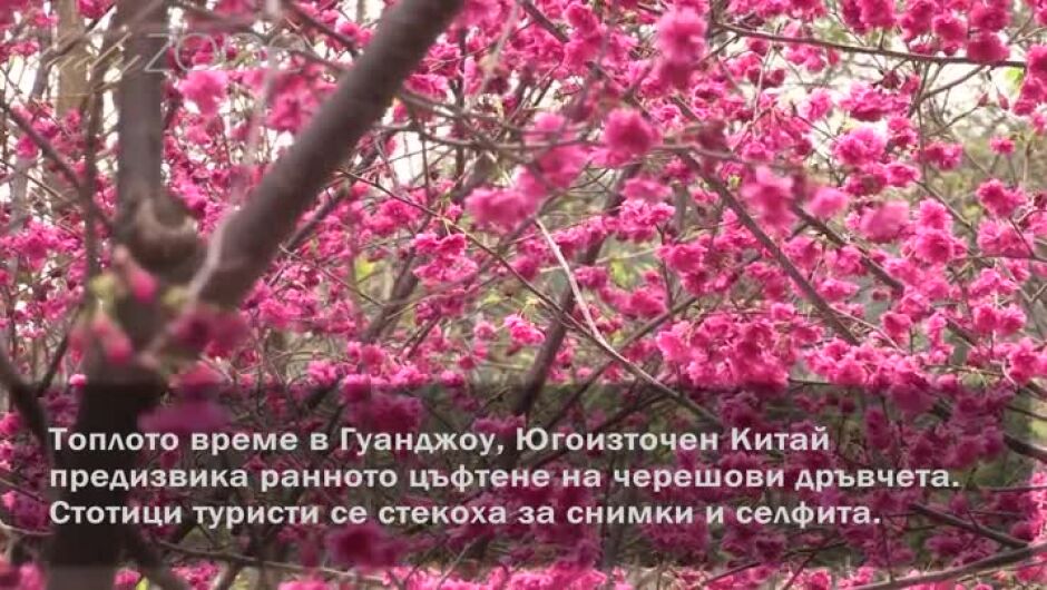 Черешови цветове изпревариха пролетта в Китай (ВИДЕО)