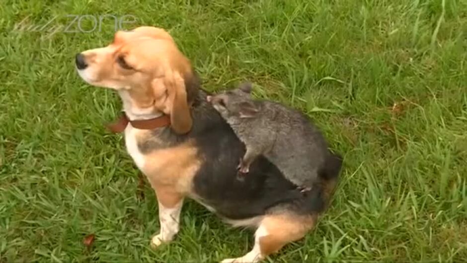 Бийгълът Моли осинови бебе опосум, след като загуби своите кученца (ВИДЕО)
