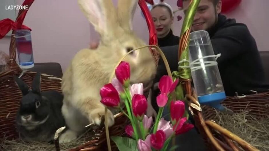 Защо влюбени прекараха Свети Валентин в компанията на зайци (ВИДЕО)