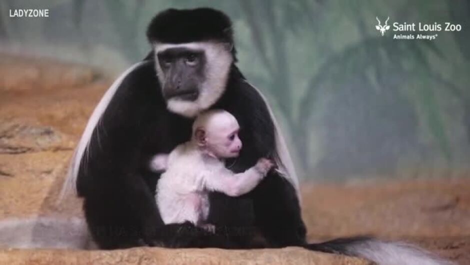 Снежнобяло маймунче с розова муцунка се гушка в майка си Сесилия (ВИДЕО)
