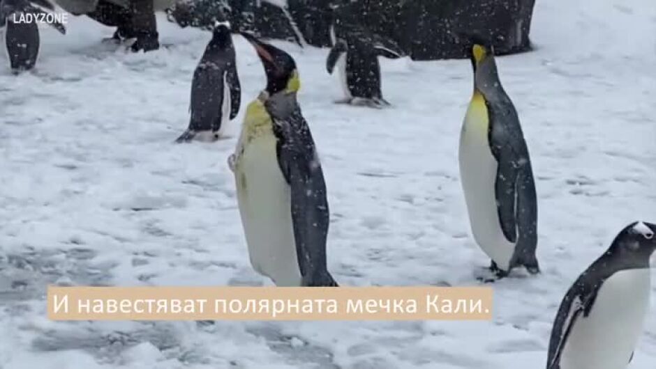 Пингвини отиват на гости на мечки гризли (ВИДЕО) 