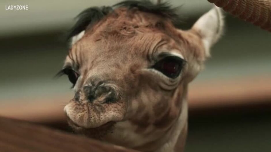 Зоопарк в Белгия посрещна първото бебе жираф за 2020 г. (ВИДЕО)
