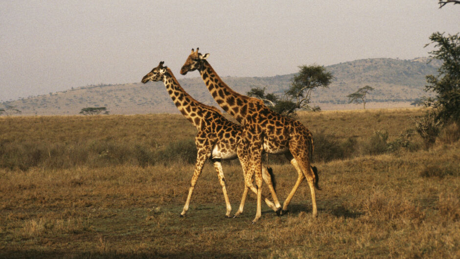 Най-ниските сред най-високите: откриха жирафи джуджета (ВИДЕО)